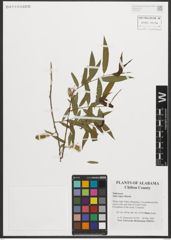 Foto von Salix nigra Marshall